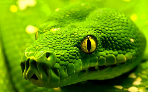 Python; Source: insanewallpapers.com